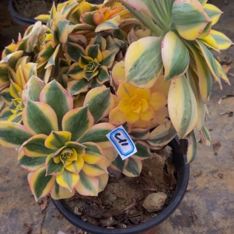 灿烂会黑斑多肉植物11多肉