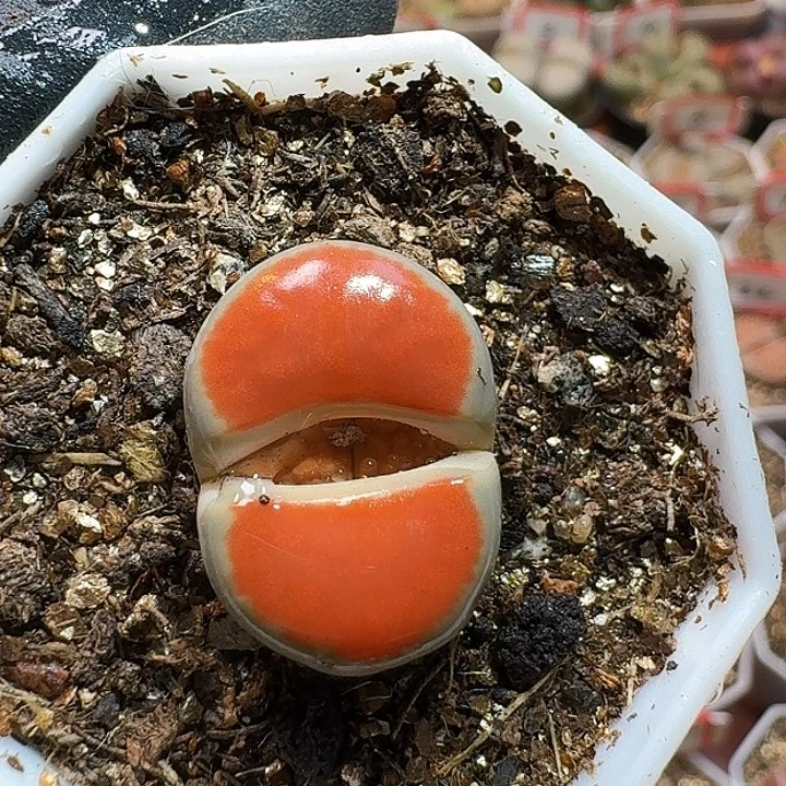 生石花223:：。  82