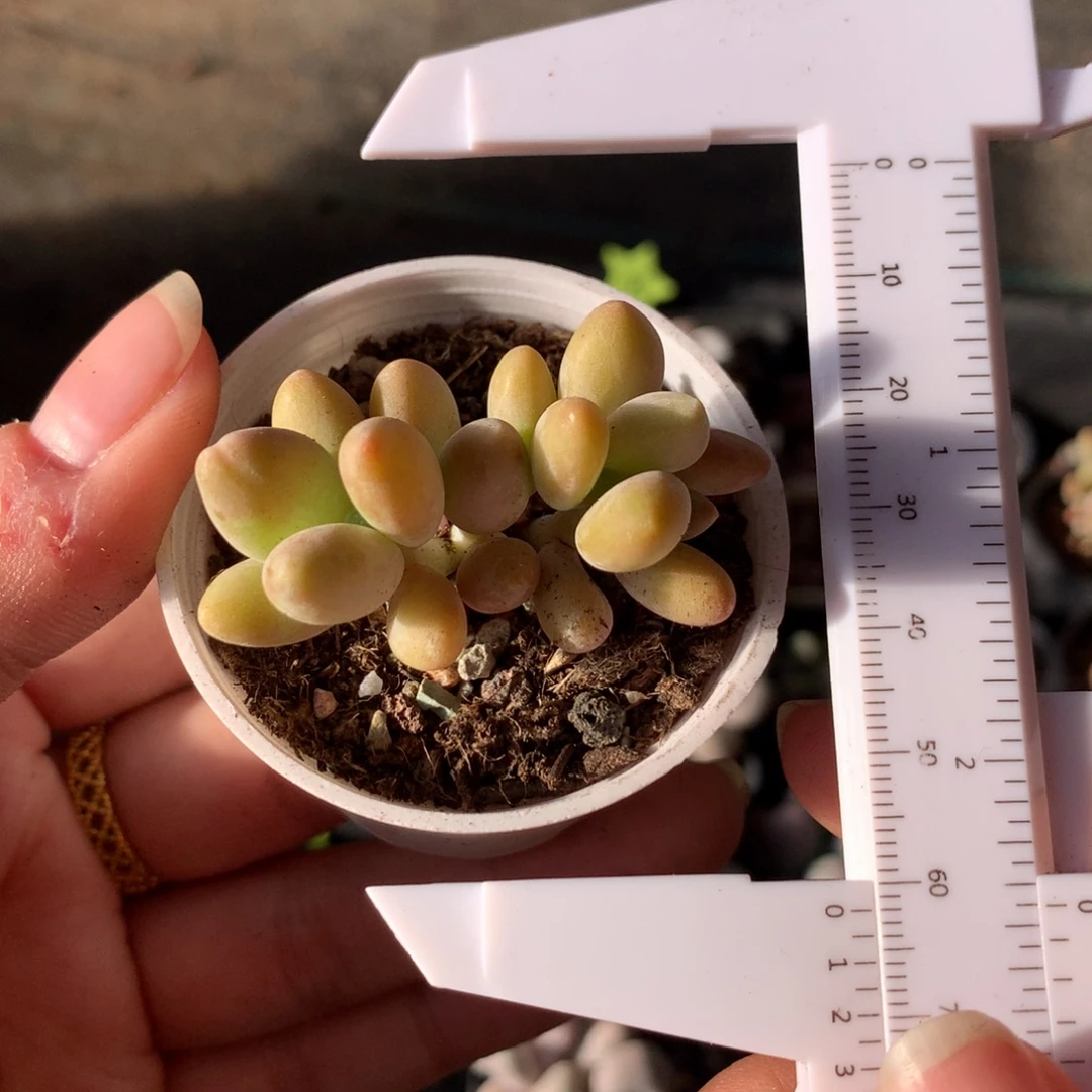 韩国芒果奶多肉植物