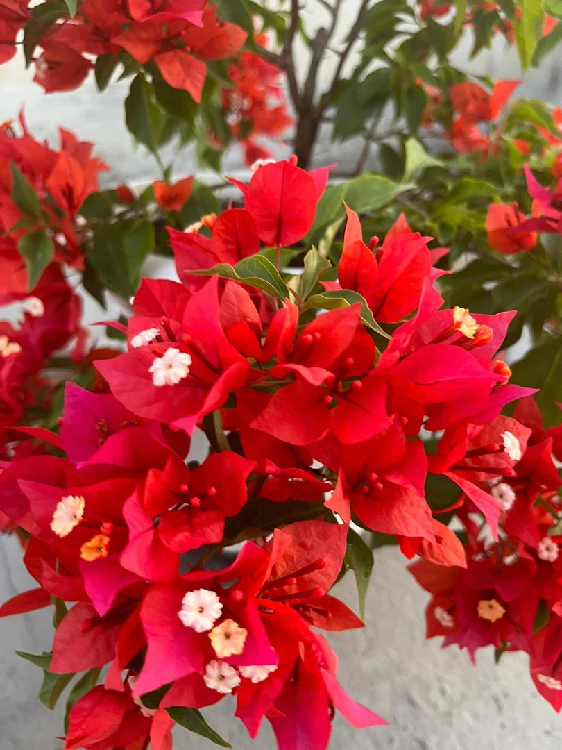 【热火桑巴】三角梅四季开花勤花好养室内室外庭院观赏爬藤绿植阳台