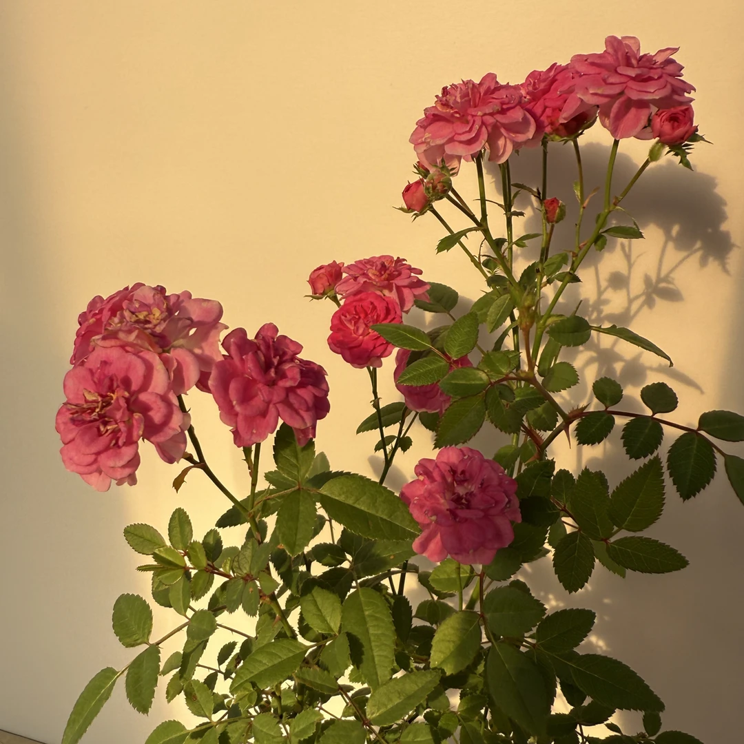 粉颜  迷你超微型月季盆栽桌面阳台四季开花花卉