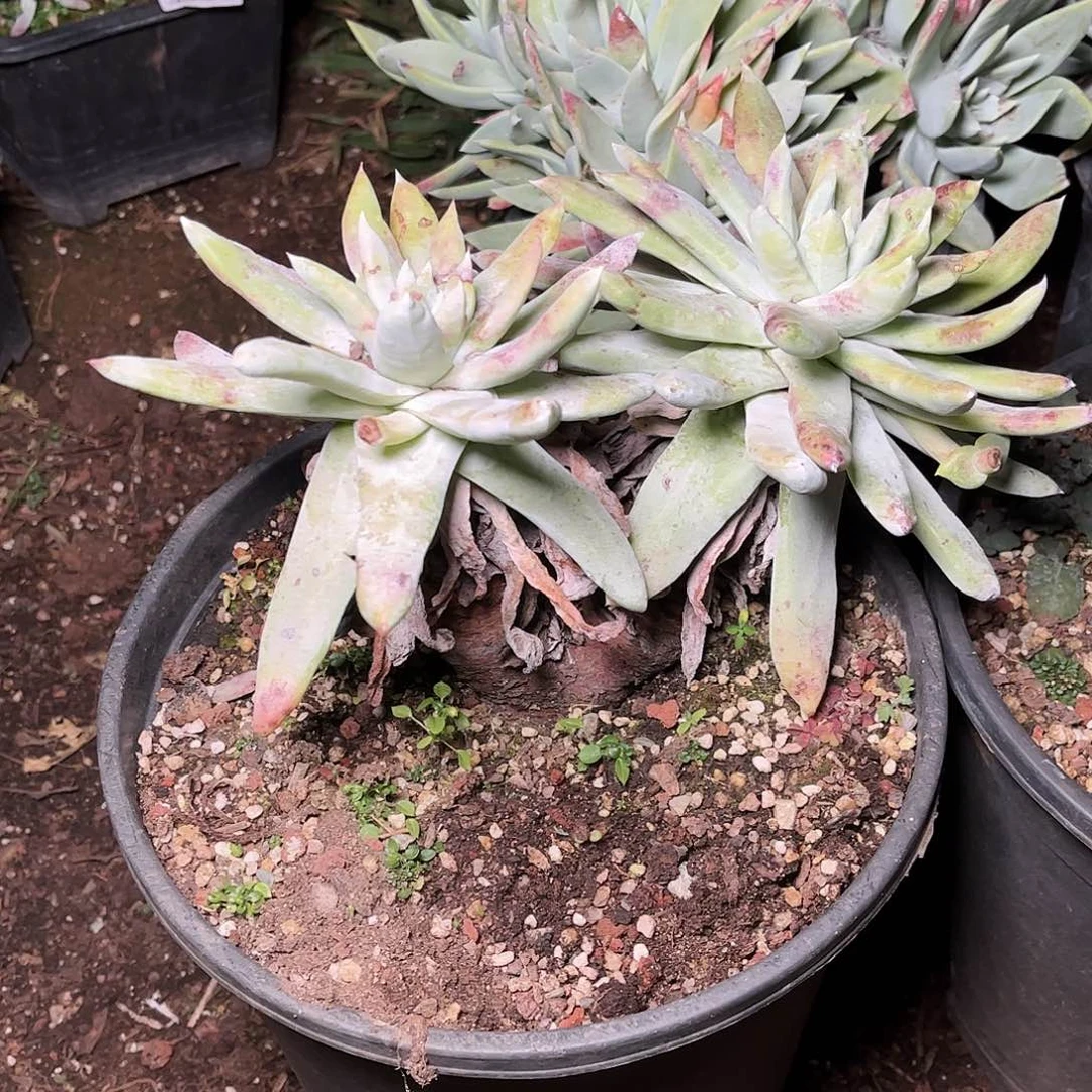 8260拇指仙女杯多肉