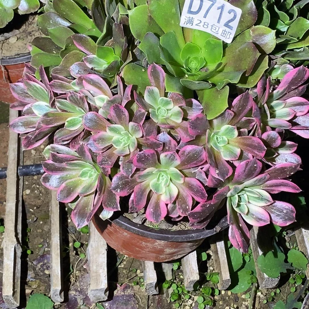 712浣纱阴阳多肉植物无售后