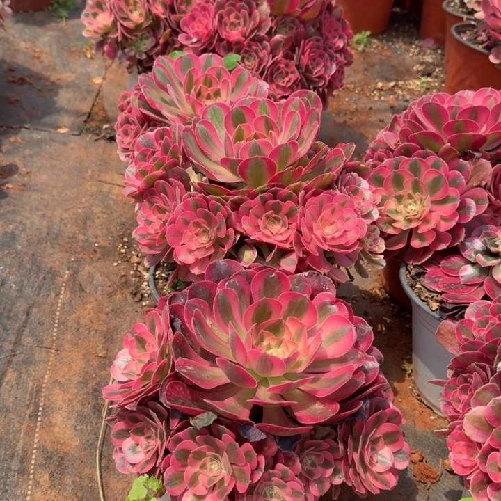 粉女巫群生啊啊啊啊