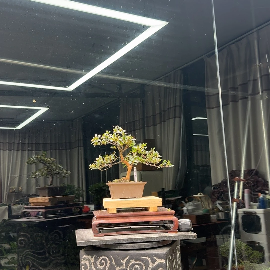 仓***哥无花朵花卉苗木花卉苗木