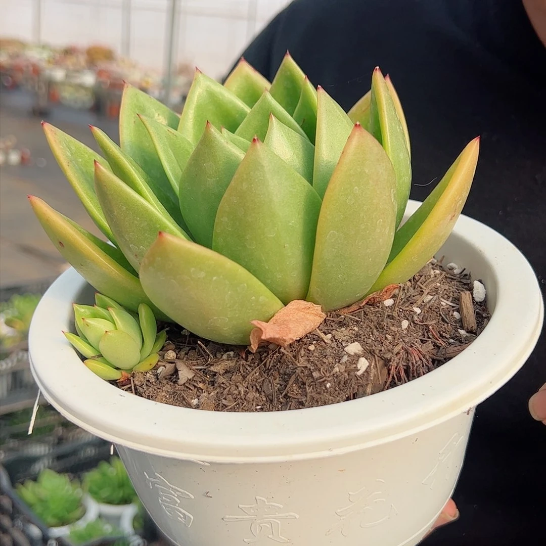 翠花大单头多肉植物