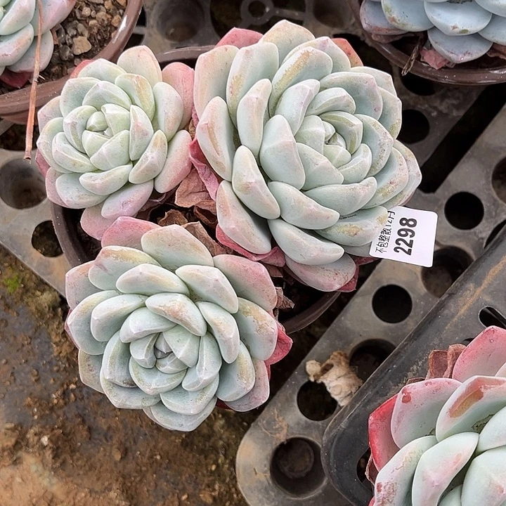 阿阿雅园艺。  2298