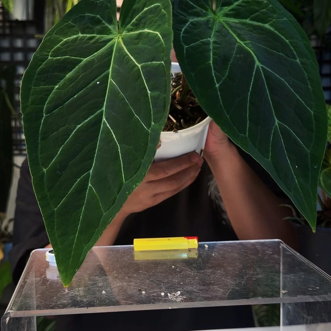 不开花植物E60流星雨