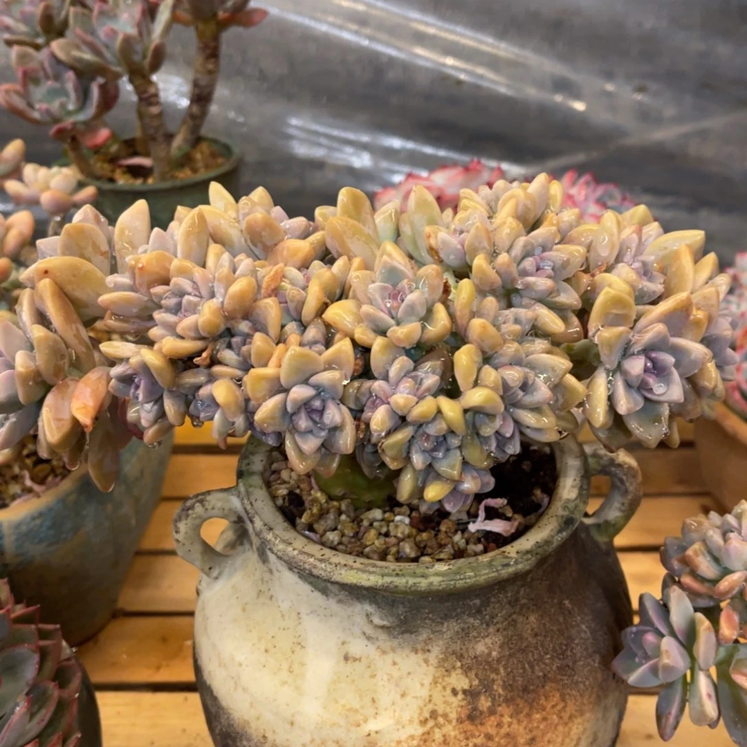 *️****3737373838838338