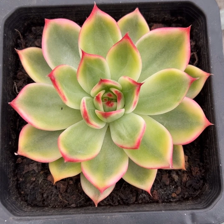 桃花锦一物一拍锦龙