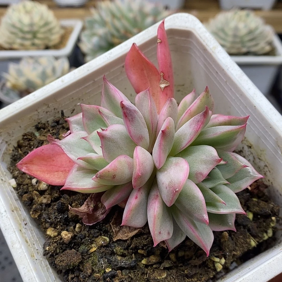 2455 粉爱丽覆轮锦双头