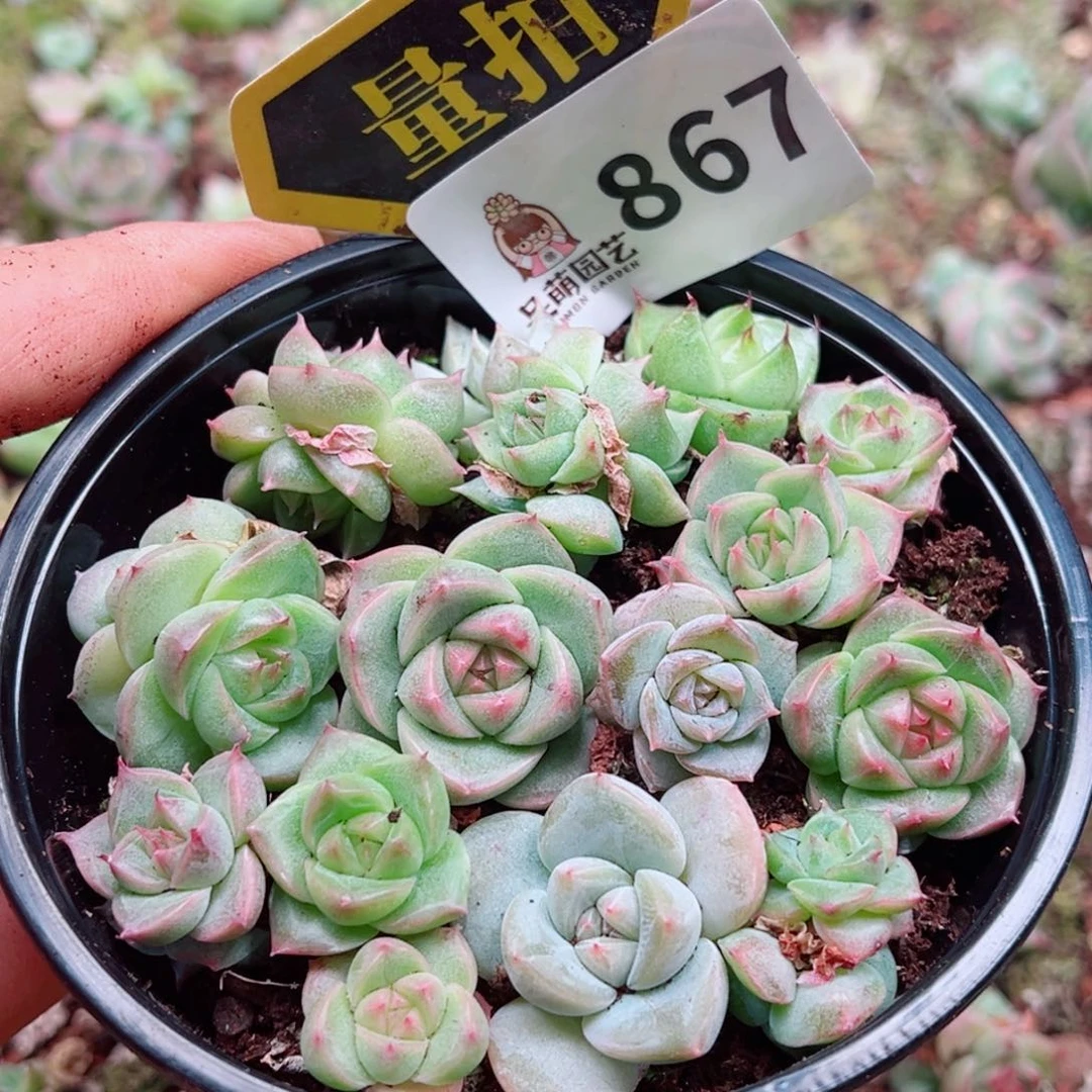 多肉植物多肉植物