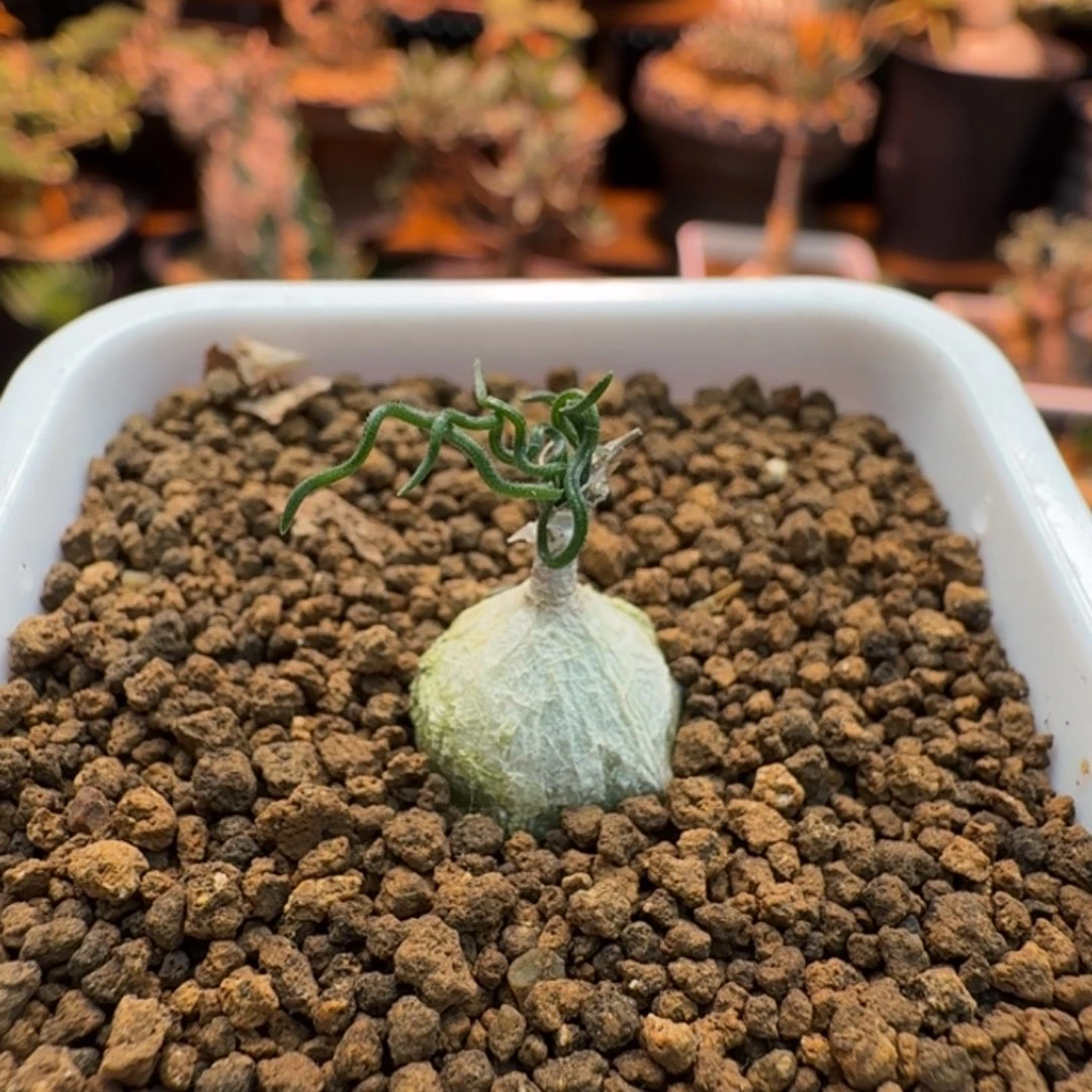 泰迪海葱502 仙人掌