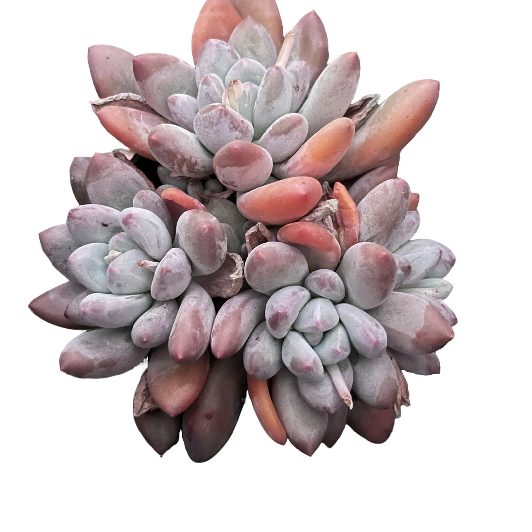 强子精品多肉 香水小群 多肉植物 精控精养 净化 空气 美化环境