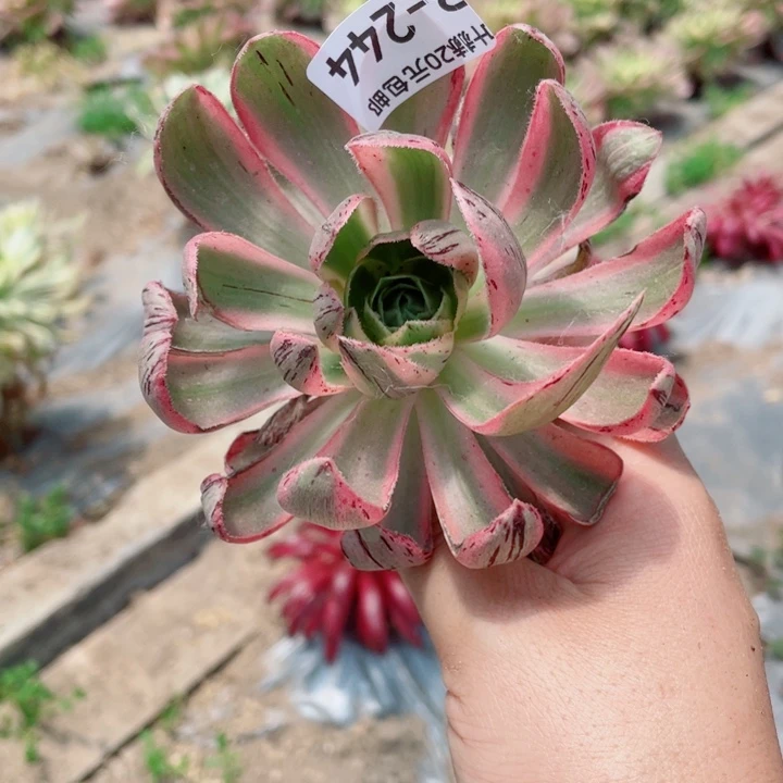 244青莲20包邮11345578duorou