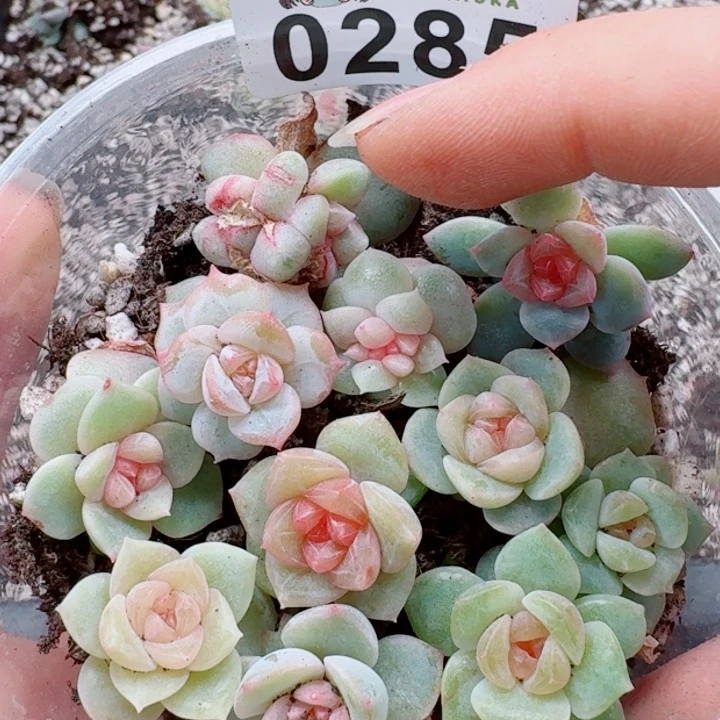多肉植物多肉植物