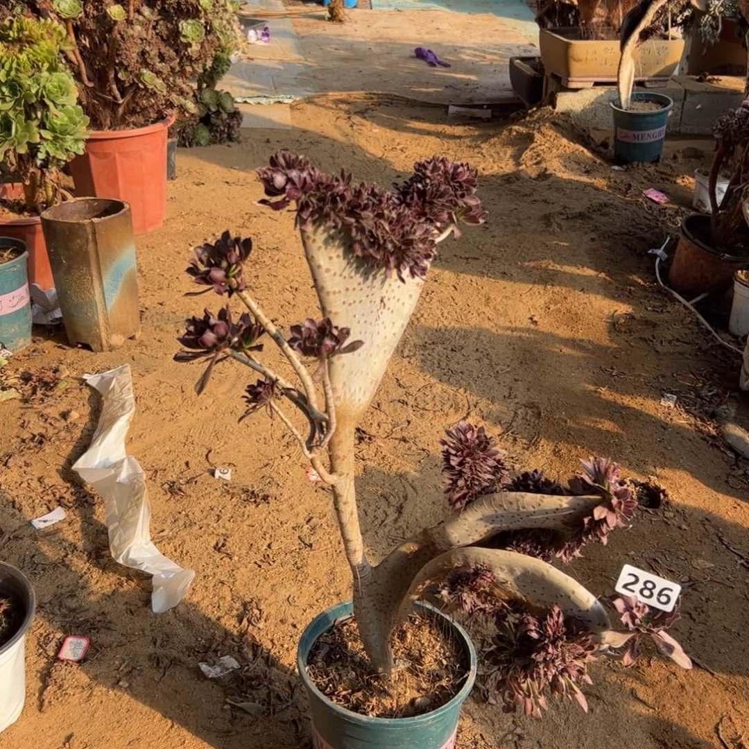 有伤黑缀286高度45厘米