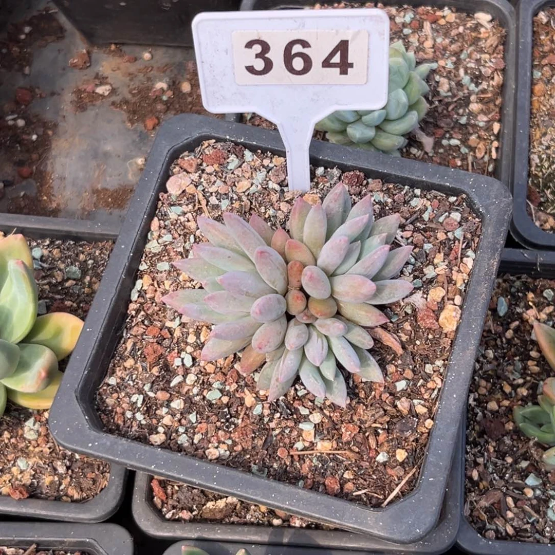 所罗门364多肉植物