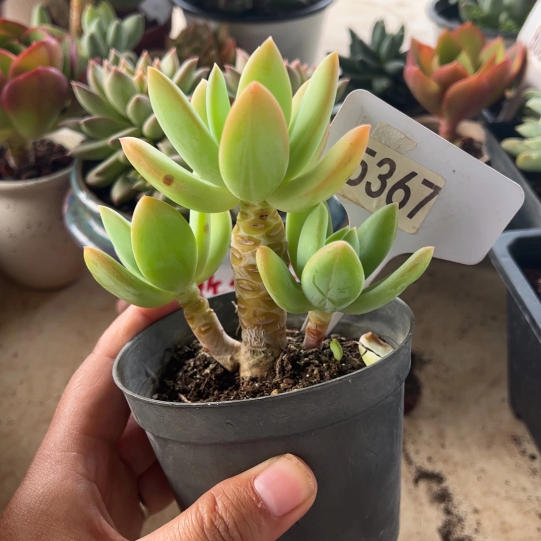 【闪购商品】忘**?海洋之心。 5367。111111