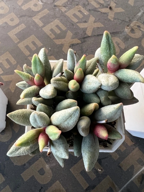 白糖豆水泡多肉植物