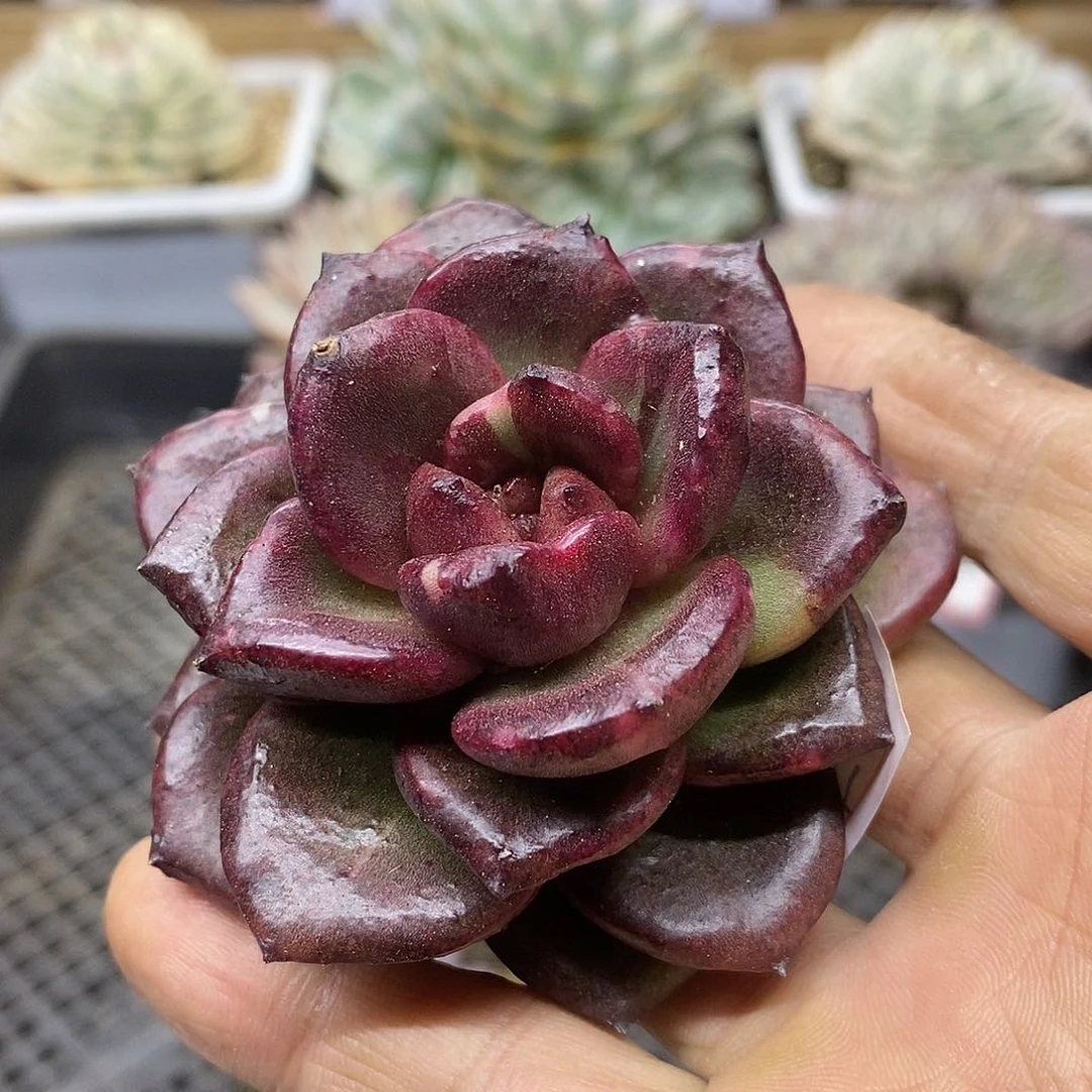 0155 丰沛玫瑰石化花脸锦头盖