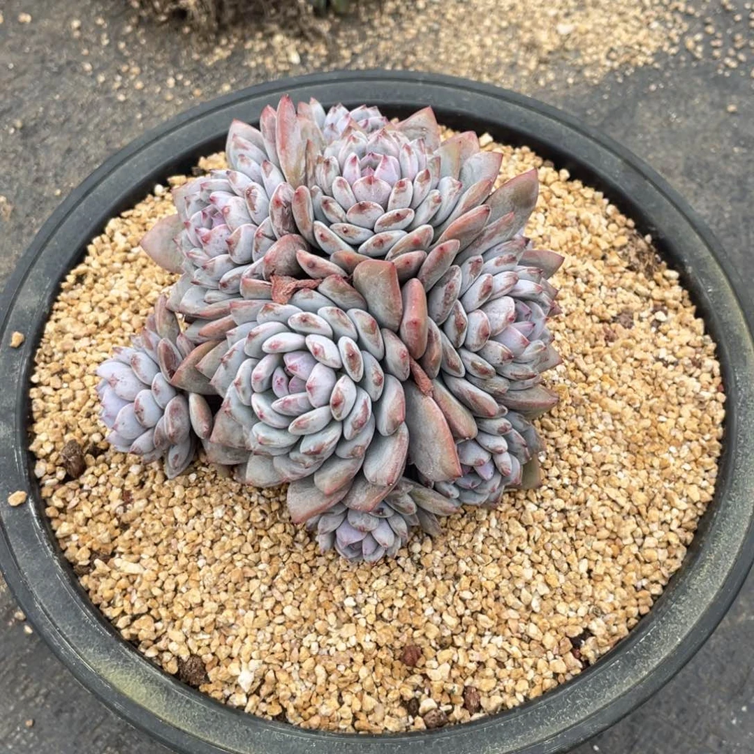 向****多肉植物一物一拍