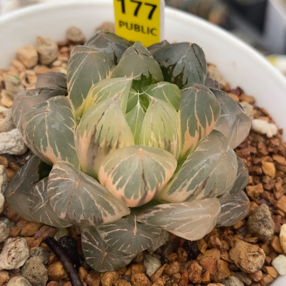 177糊斑水晶×冰川玉露锦