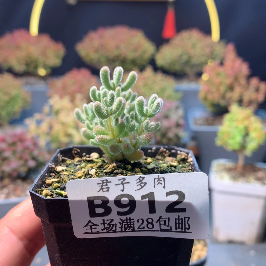 ?****花912实生冰晶。