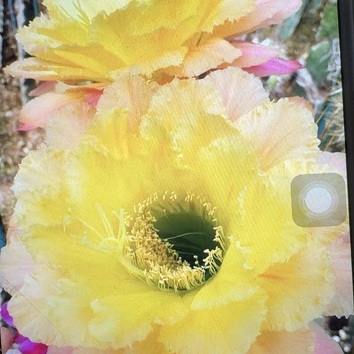 初春侧芽5公分左右毛花柱（20包邮）