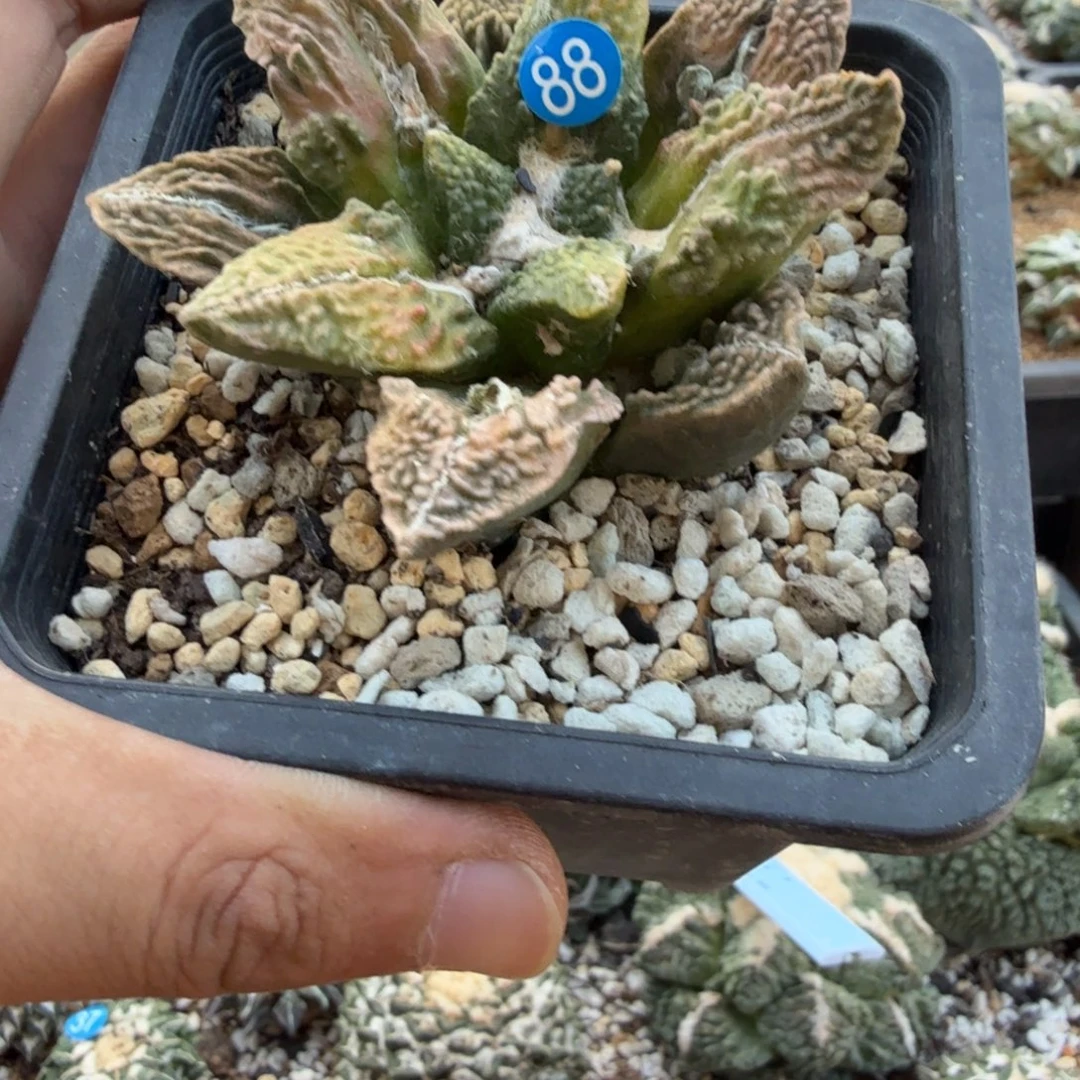 仙人球开花一个福利品有跟