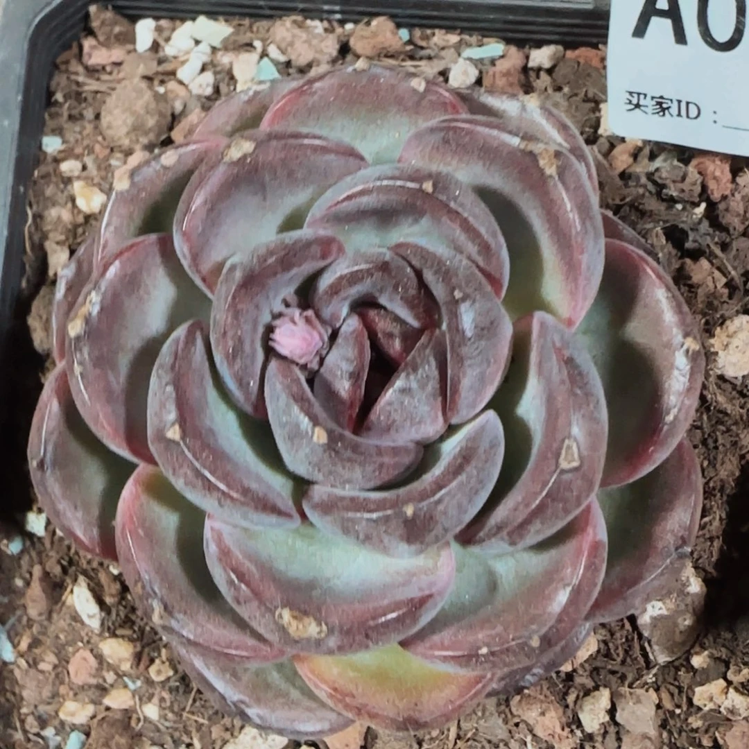 吃****w黑橙子单头A041号