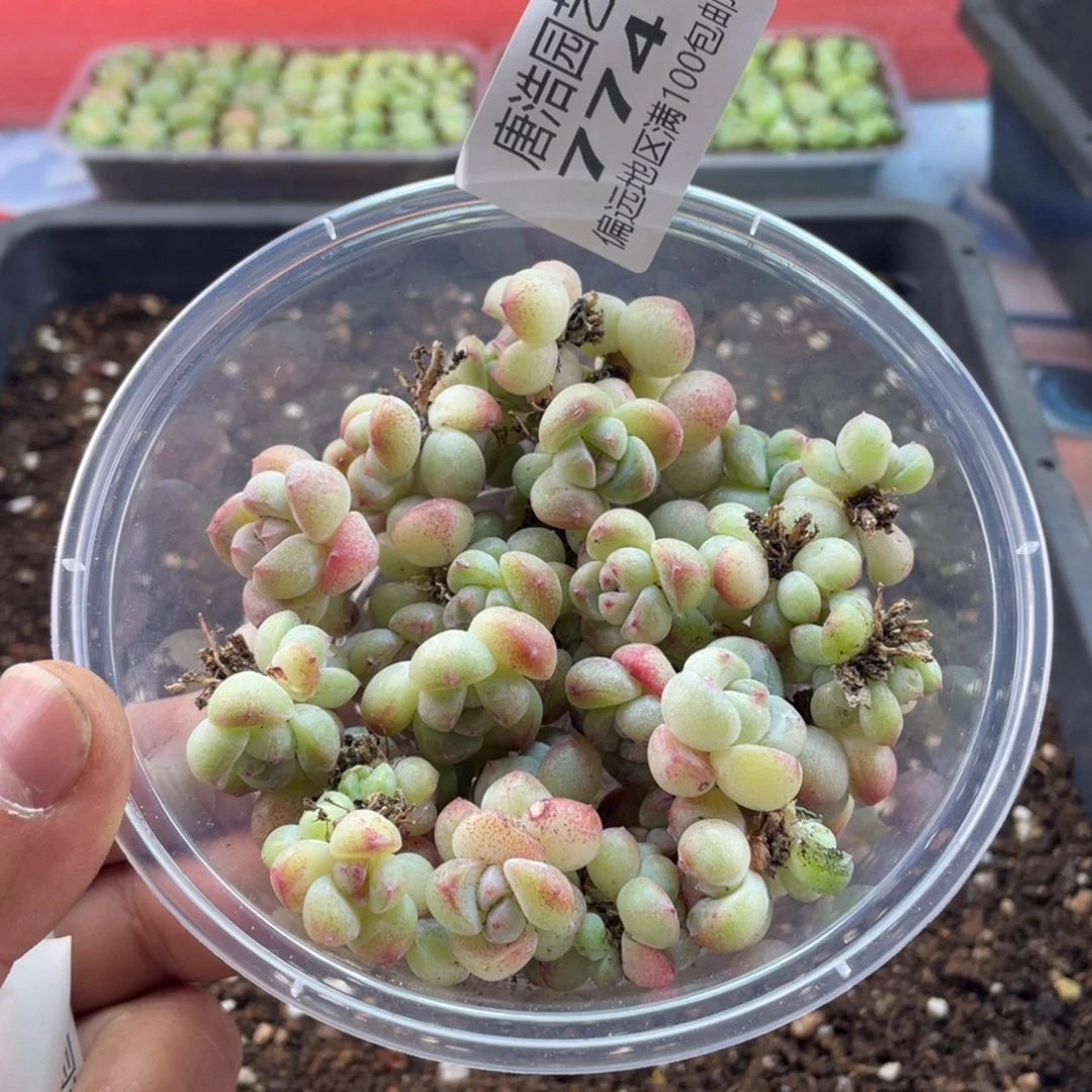 冰玉一物一拍774…