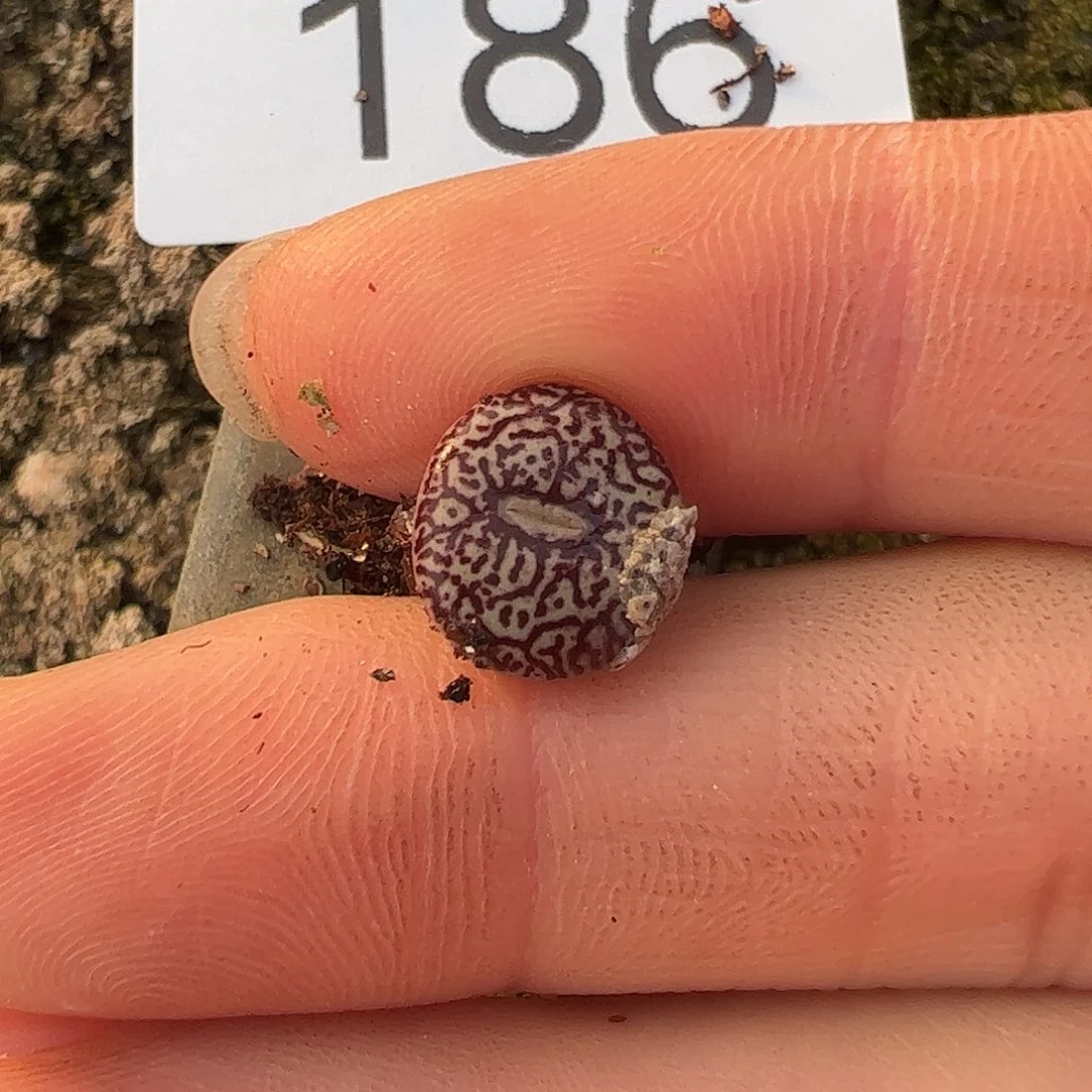 一物一拍脱土发     186