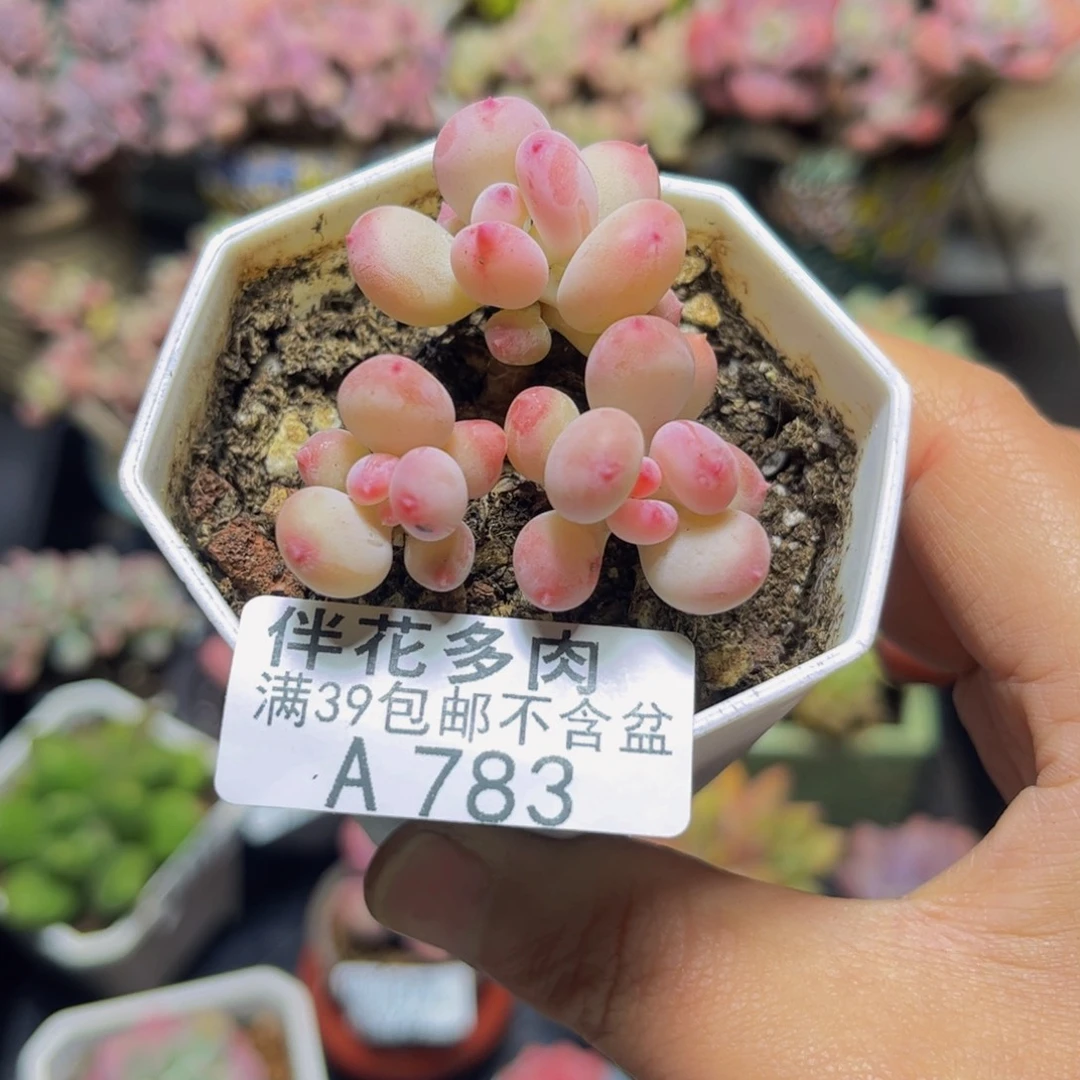 783苹果奶5厘米多肉