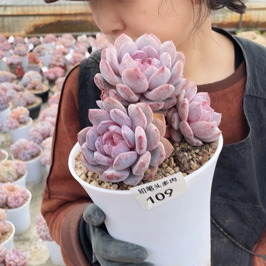 爱***己突尼斯星影多肉    109号