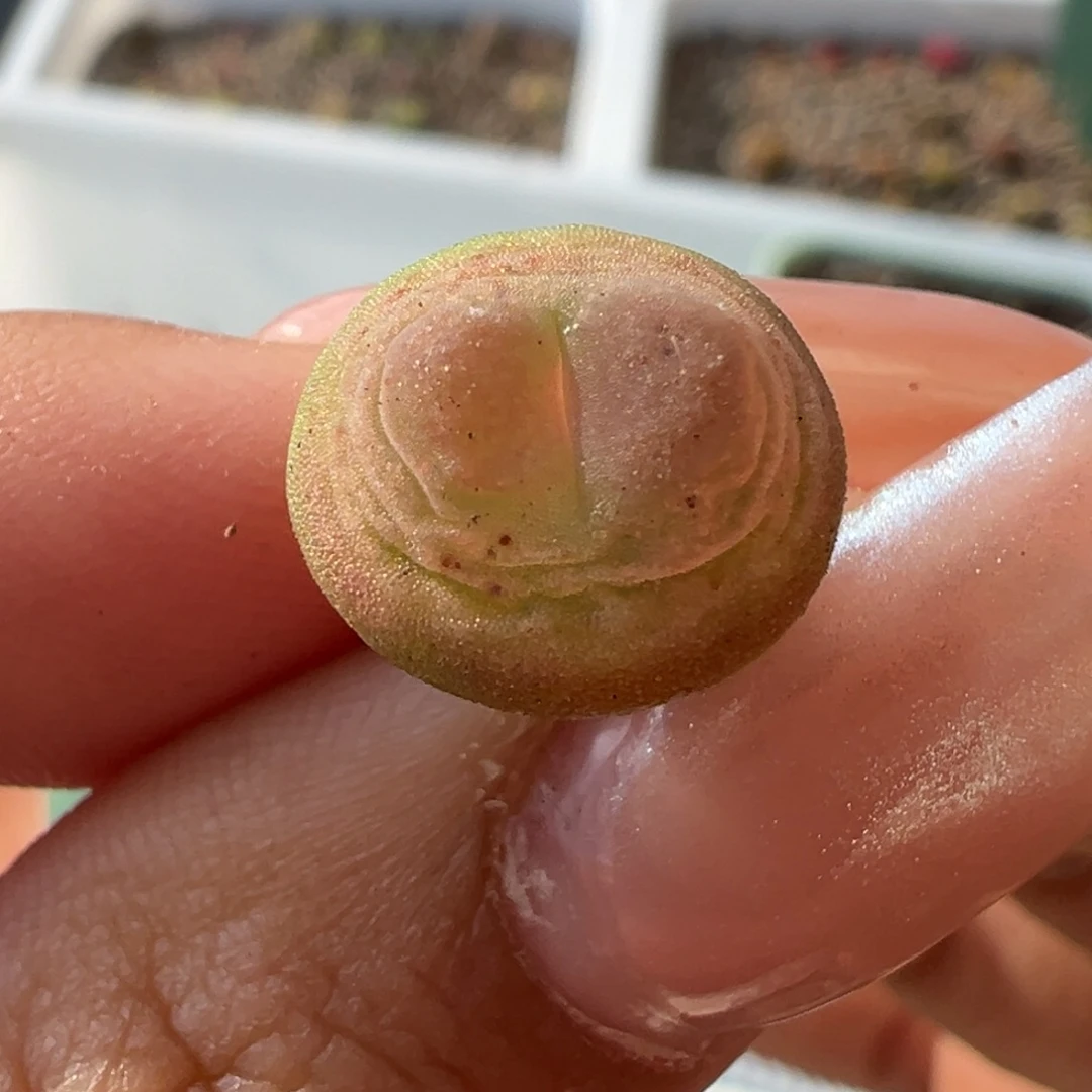 拉登多肉多肉多肉