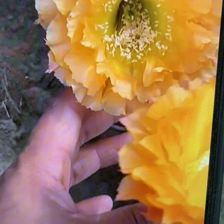 069侧芽歪5公分以上满18包邮