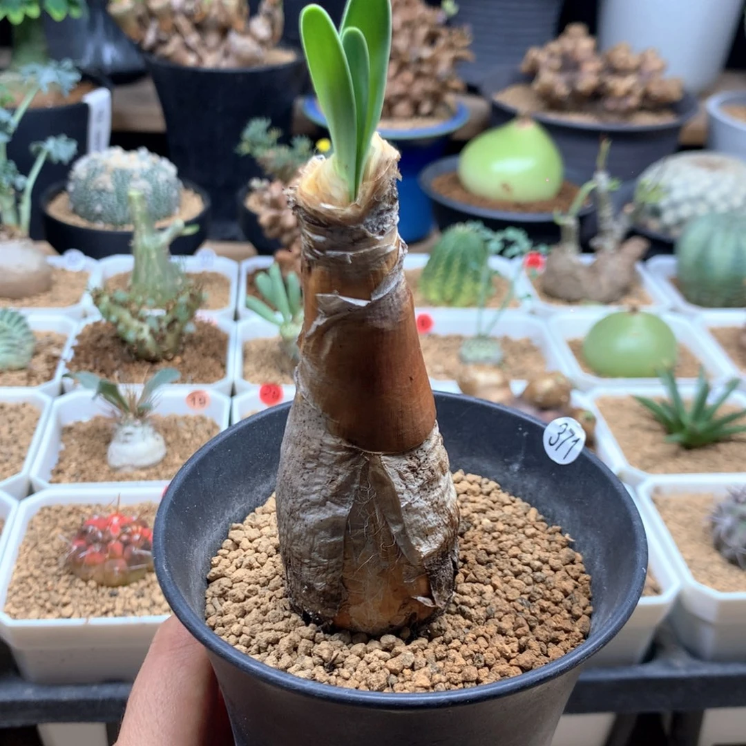 产地巨凤之卵带盆3.3cm
