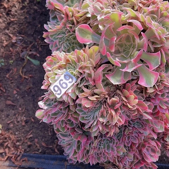 爱***鱼多肉植物一个女巫追