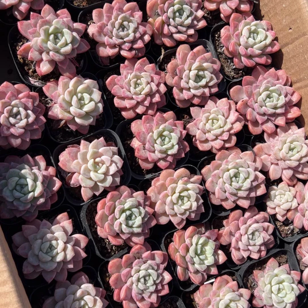 白雪天使 满30包邮发货