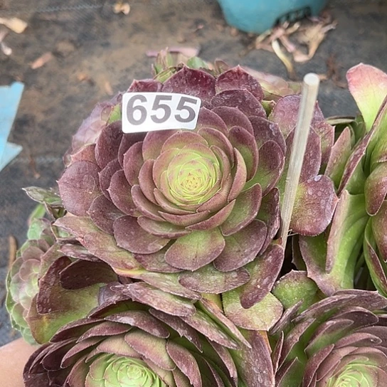 @*丹多肉植物一个