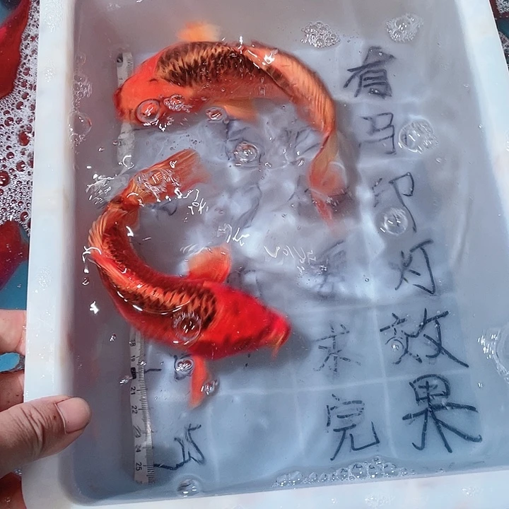 蝴蝶鲤鱼渔场直发61