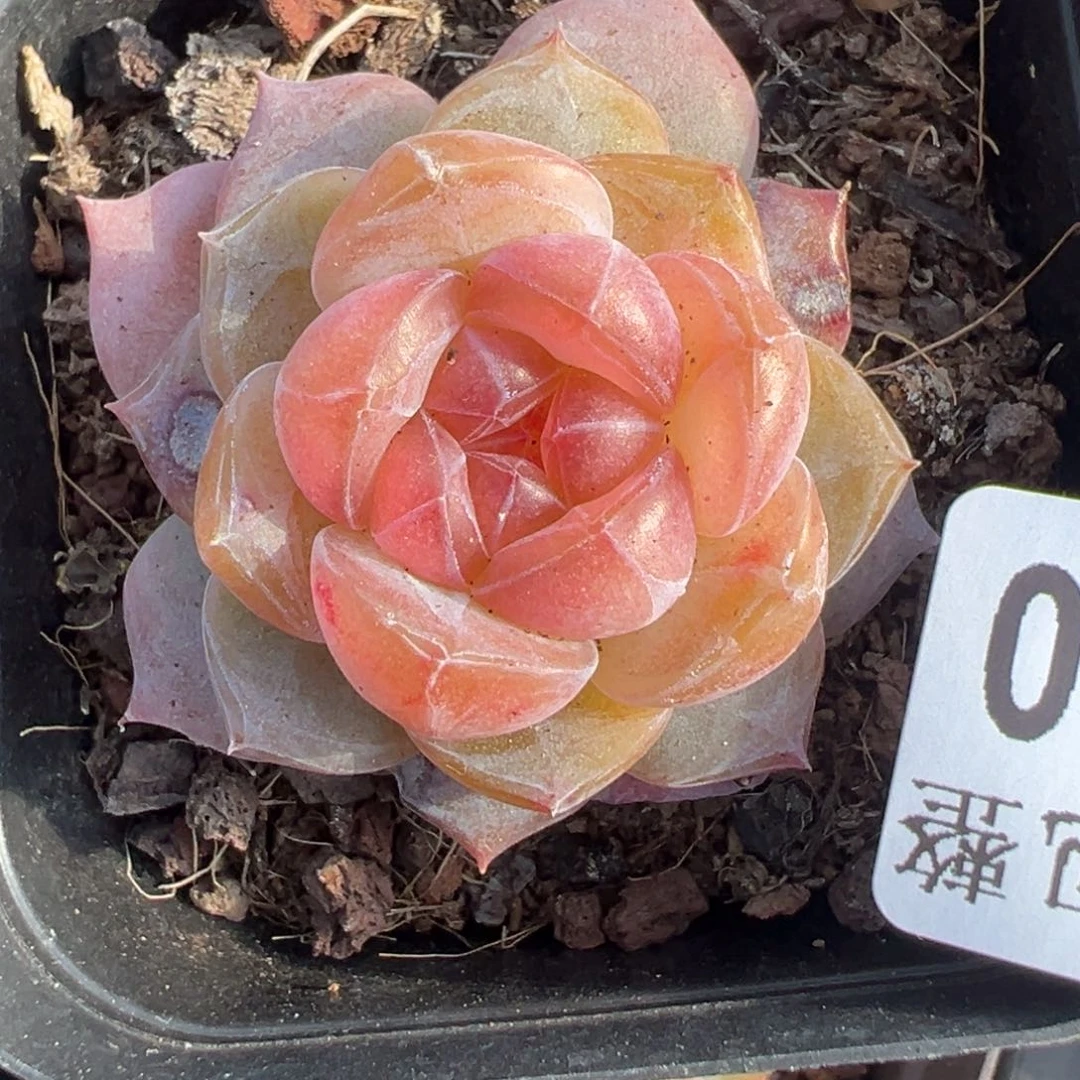 小卡拉米糖心一物一拍16-40