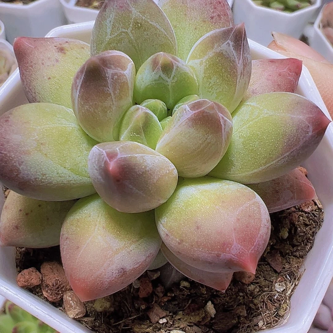 单头重楼19包油多肉