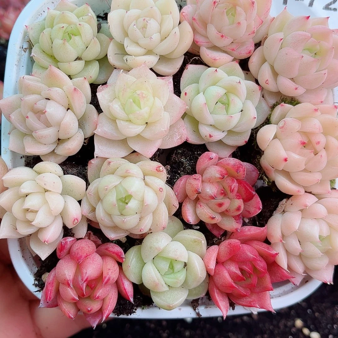 1-724 新疆西藏内蒙不发零度以下拍保温箱不拍不包损