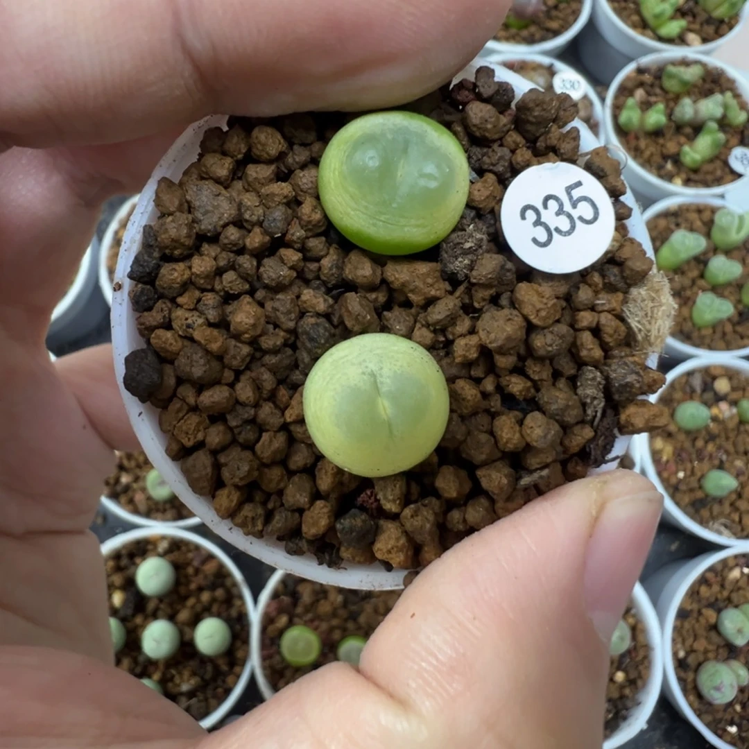 拉登一颗脱土3350000