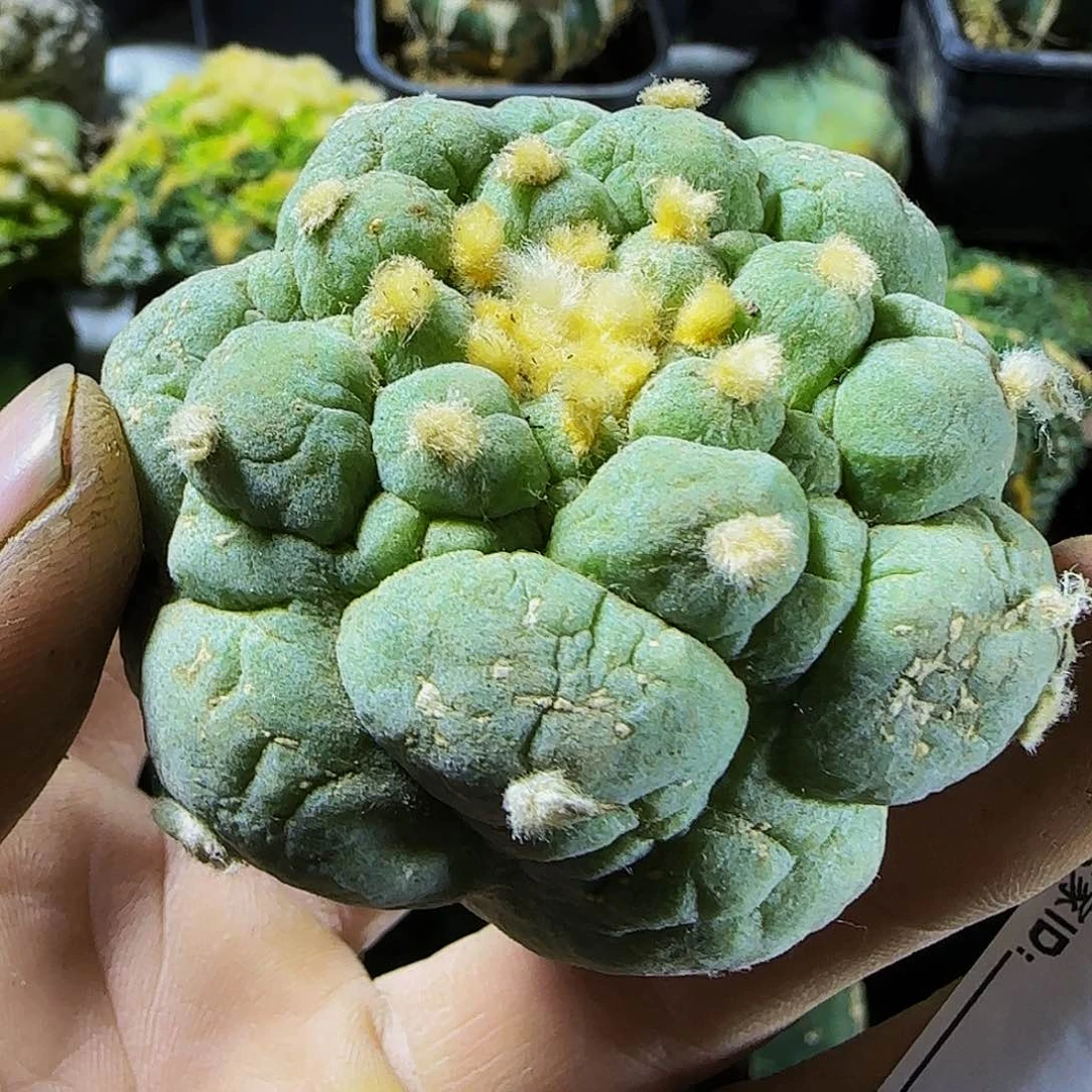 古田呗850仙人球开花