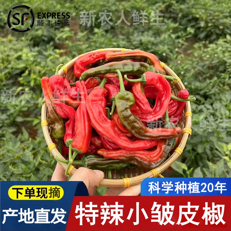 【顺丰】正宗小皱皮辣椒新鲜特辣小皱皮薄皮红辣椒红紫混装现摘发货