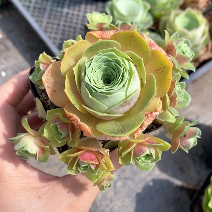 山地玫瑰漂亮的一颗捧花