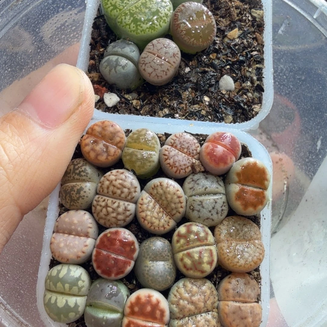 紫***粒多肉植物福利冲冲601